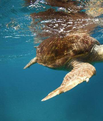 Watch turtles make their way to Heron Island's beach in March.