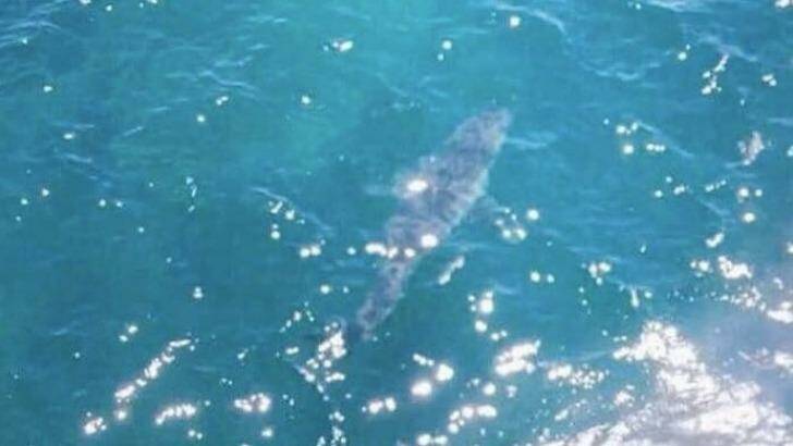 A great white shark, thought to be between six and seven metres long, was seen off Marino Rocks in South Australia. Photo: Westpac Lifesaver Rescue Helicopter