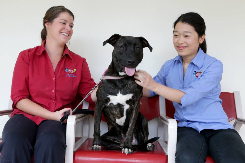 Pet control: Cassarn Malone, Lyla and Ancella Jusuf at Princes Highway Vet Hospital. Kogarah Council is encouraging the community to have companion animals microchipped and desexed. Picture: Jane Dyson