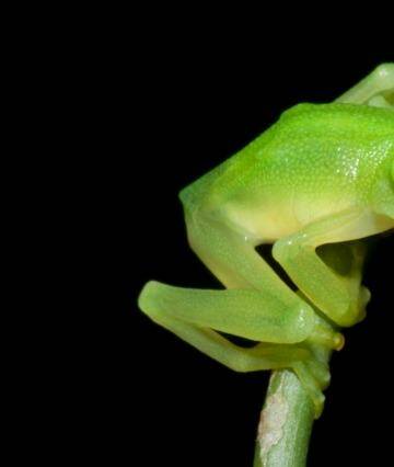 A newly discovered glassfrog looks a lot like Kermit the Frog. Photo: Costa Rican Amphibian Research Centre