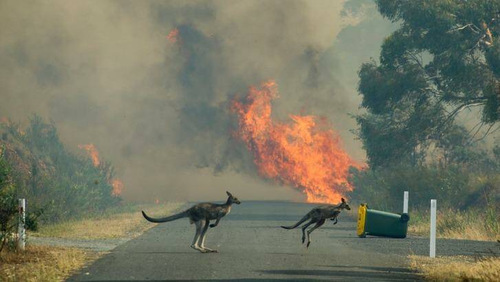 A pair of locals try to escape the fast moving fire near Queanbeyan. Photo: Jay Cronan