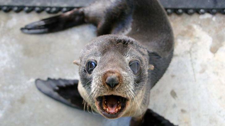 A young fur seal has been released back into the wild, less than two weeks after being rescued from Sydney's wild storms. Photo: Taronga Zoo