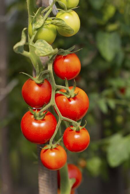 Growing garden tomatoes Thinkstock 