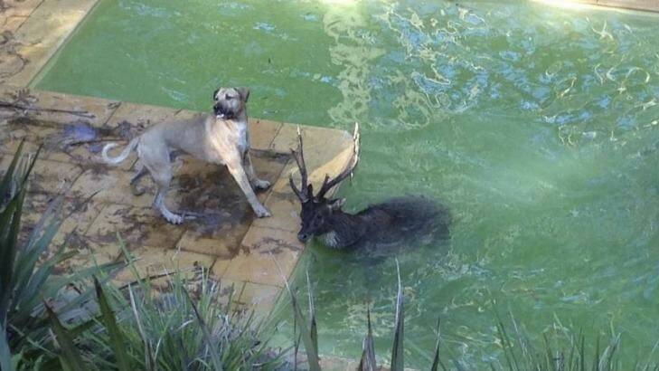 Taking shelter: A deer shelters in a backyard pool at a property on Otford Road, near Helensburgh, after being chased by a dog. Photo: Supplied