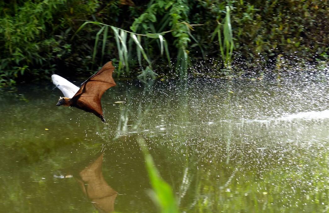 Majestic sight: A grey-headed flying-fox cools off in Wolli Creek. Picture: Gavin Gatenby