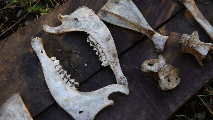 The skeletal remains of a greyhound or greyhounds found in a mass grave on a property in the Hunter Valley.  Photo: Jonathan Carroll 