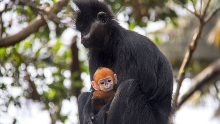 Nangua, a baby Francois Langur, one of the world’s rarest monkeys, with his mother, Meili. Photo: Taronga Zoo