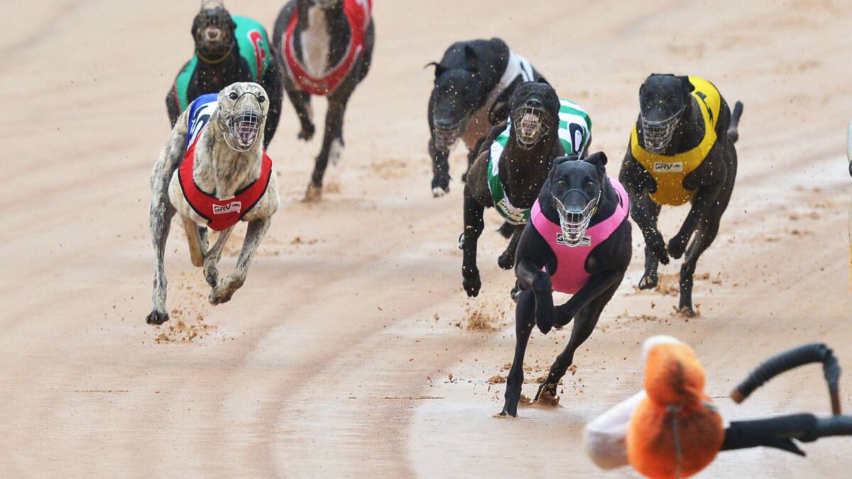 Greyhounds racing at the Warragul racetrack earlier this year. Picture: Joe Armao