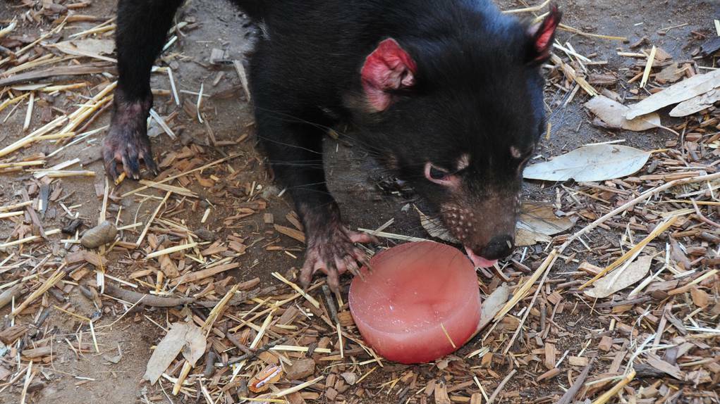 DAILY LIBERAL (Dubbo) - Blood based ice blocks were a real treat for the Tasmanian Devils at Taronga Western Plains Zoo in Dubbo.
