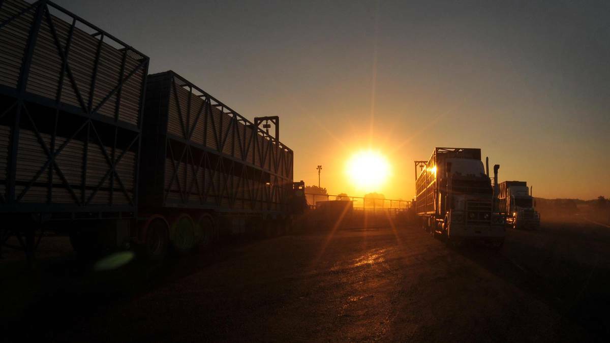 DAILY ADVERTISER (Wagga Wagga) - Cattle are loaded onto trucks at the end of a long hot day at the Wagga cattle sale. Picture: Michael Frogley