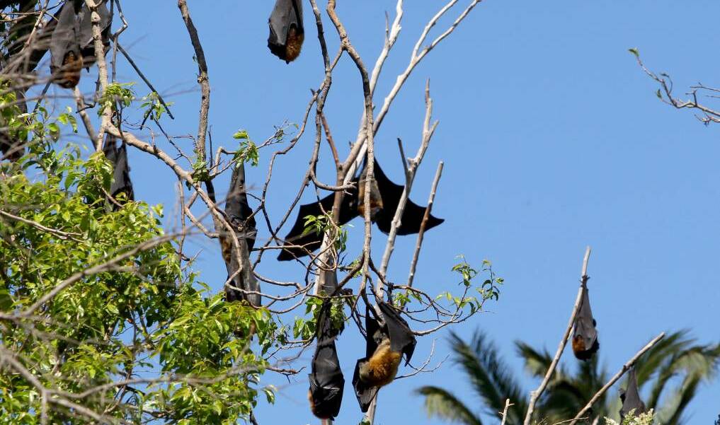 Flying foxes: To move or not to move, is that the question? 