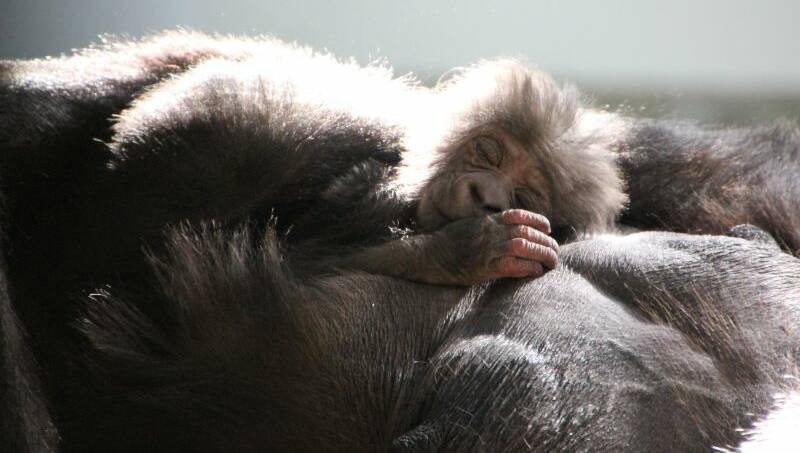 New life: The new baby gorilla. Picture: Lisa Ridley
