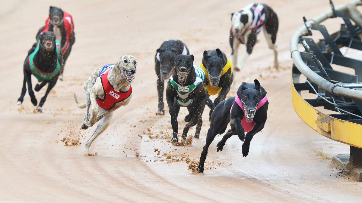 Greyhound racing. Picture: Joe Armao.
