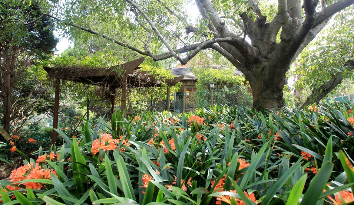  EG Waterhouse National Camellia Gardens and Teahouse. Picture: Chris Lane
