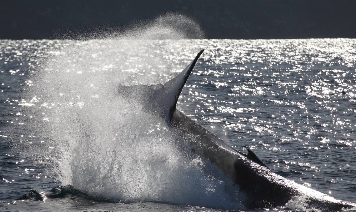 Out with a splash: Whales seen along Sydney’s eastern coast. Picture: Jonas Liebschner.

