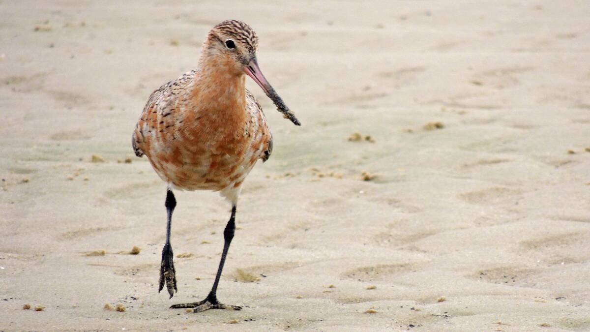 A Botany Bay wader. Picture: supplied by Office of Environment and Heritage.
