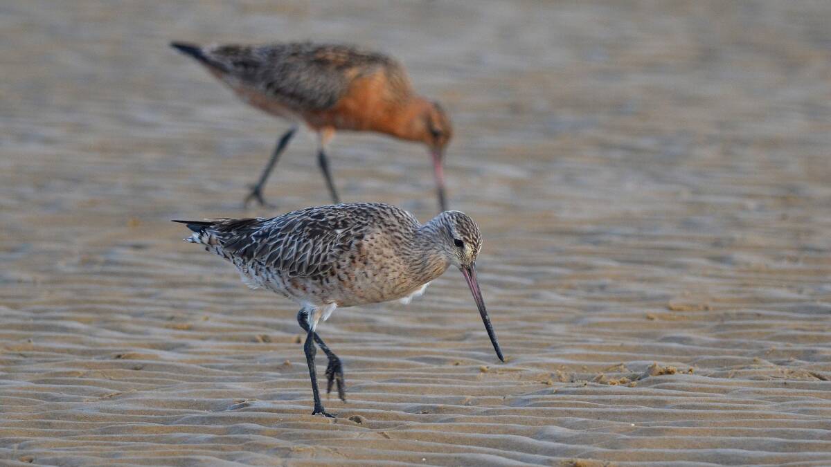 A Bar-Tailed Godwit. Picture: supplied by Office of Environment and Heritage.
