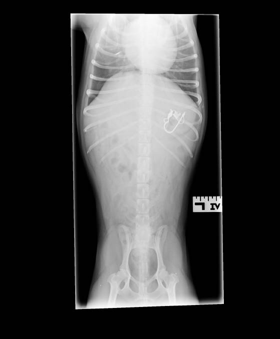 Close call: An X-ray shows the hook in the dog’s stomach.Picture: Ben Acheson.

