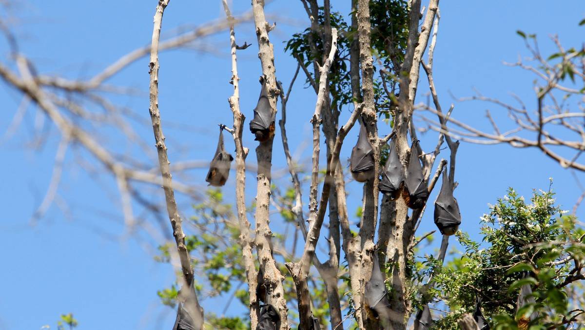 Parting ways? Some of the bats at Kareela. Picture: Jane Dyson