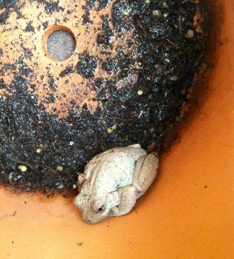 A place to call home. The frog believed to be a Peron's Tree Frog. Picture: Mira Farrugia
