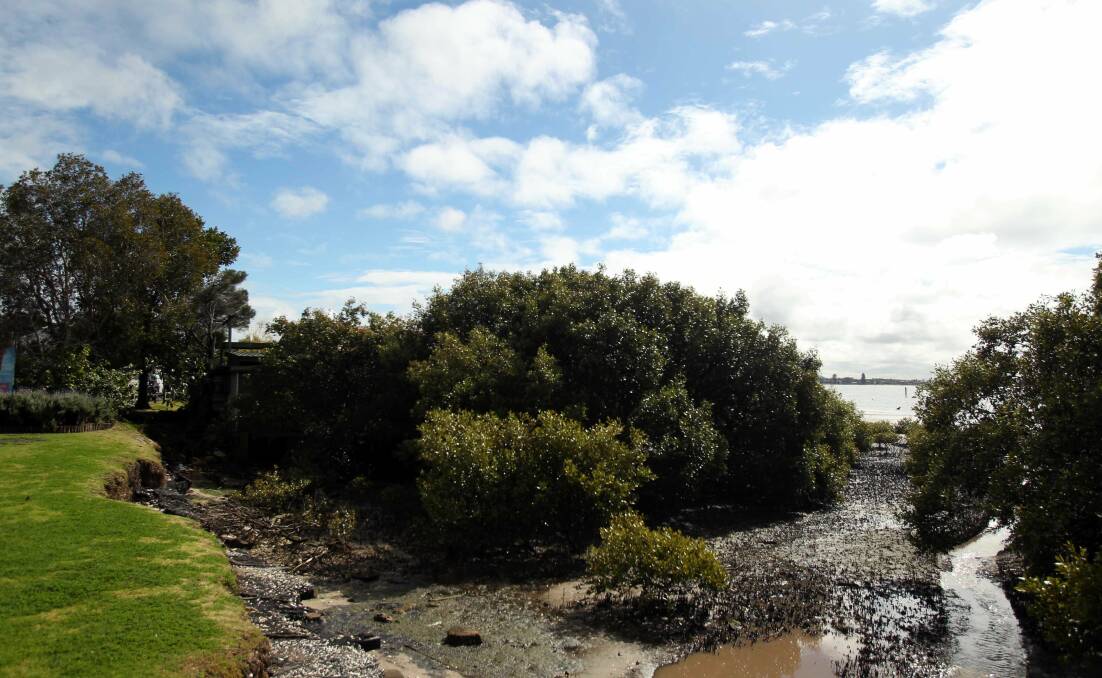 Still to come: The edge of Woolooware Bay where boardwalks will be built. Picture: Chris Lane
