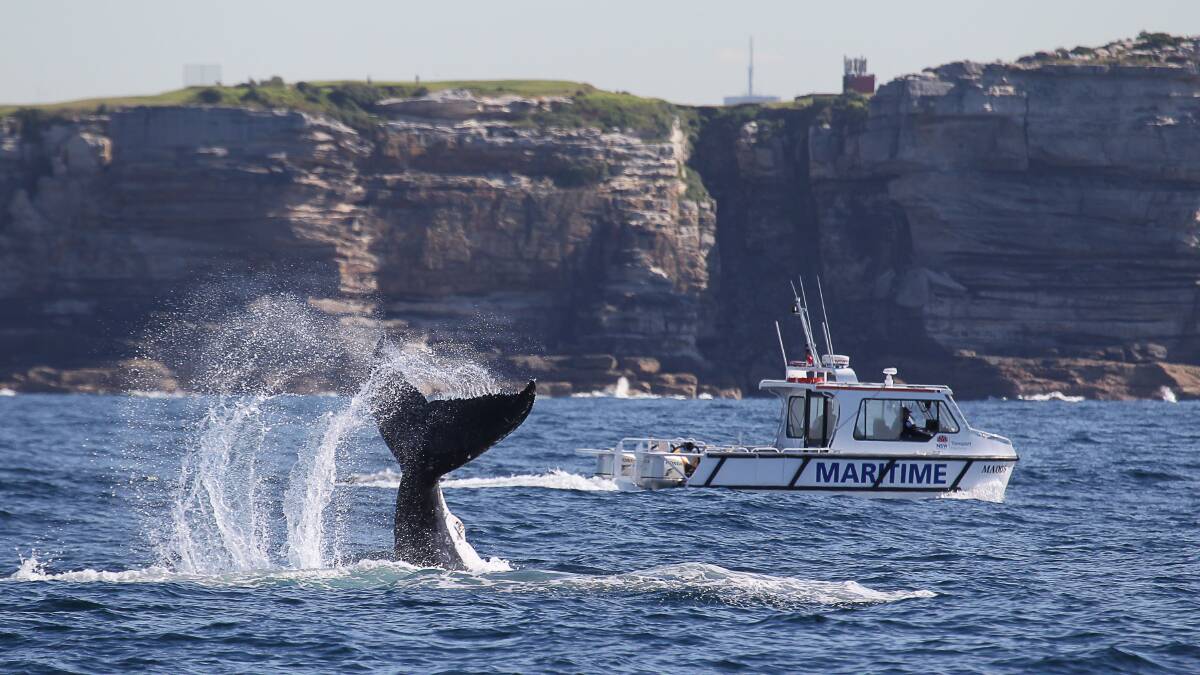 Bondi beauty: Jonas Leibschner took these photos of two humpback whales playing with a pod of dolphins at Bondi on Saturday. Picture: Jonas Liebschner, www.whalewatchingsydney.com.au
