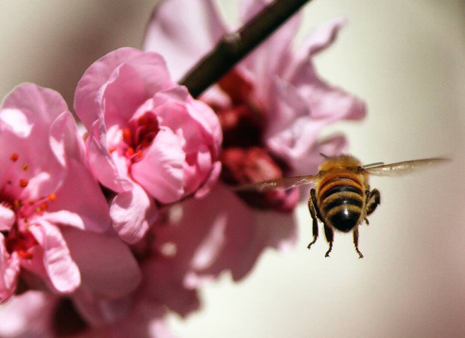 In the pink: There's a buzz in the air, it's spring! Picture: Deborah Field

