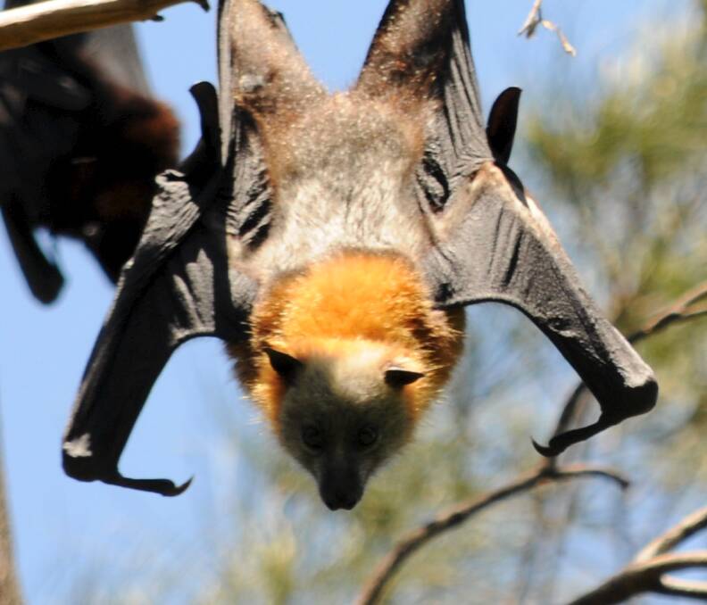 Out-foxed: Dispersal of the colony of grey-headed flying foxes that live in the bushland reserve at Bates Drive, Kareela has started. Picture: Supplied

