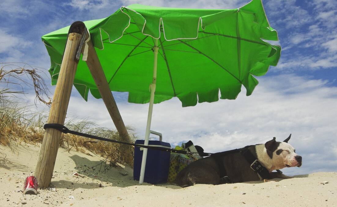 LIfe's a beach: Keep your pets cool this summer. Picture: Nic Walker
