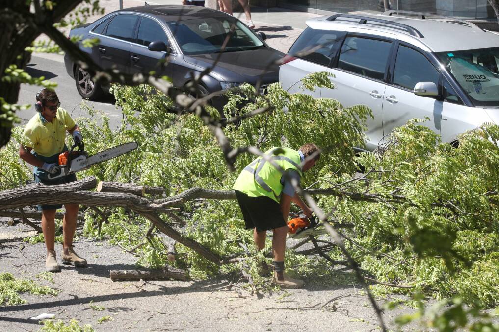 Crash: Workers remove the tree at Kogarah. Picture: Chris Lane

