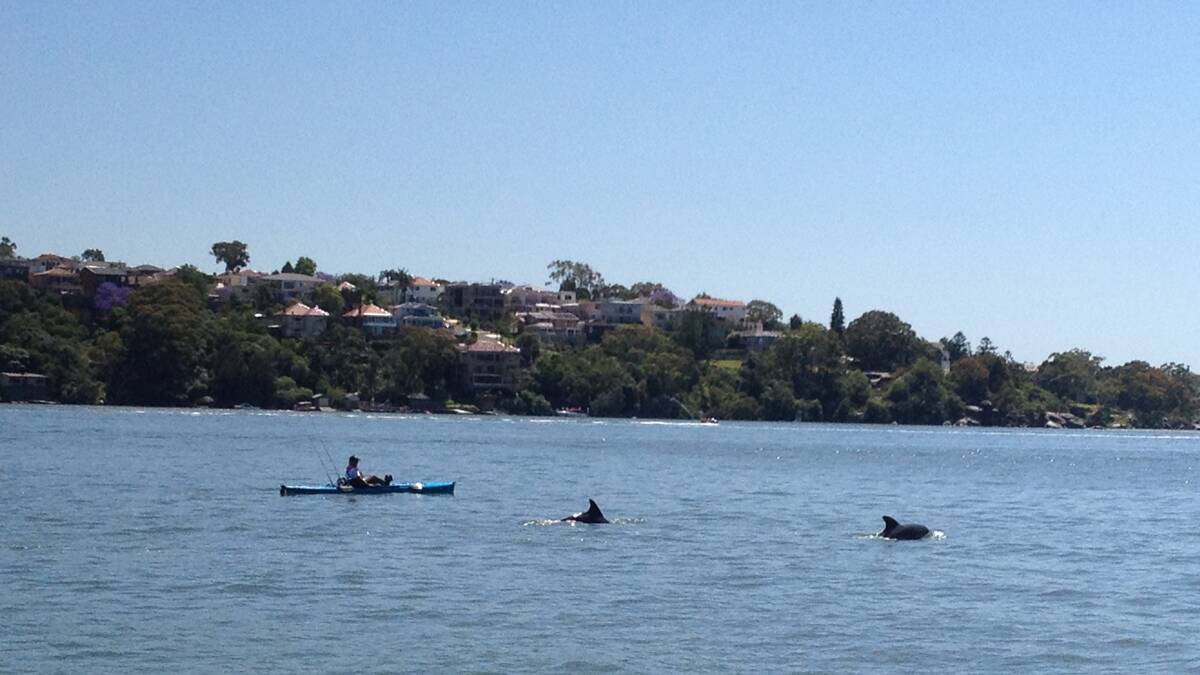 We were on our way across to St George motor boat club and the dolphins were swimming towards Tom Uglys bridge. The pod would have had about 7 dolphins, including a calf.