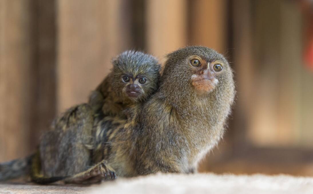 NEW ARRIVAL: Stolen Pygmy Marmoset family welcomes a tiny new bundle of joy at Symbio Wildlife Park. Picture: Kevin Fallon


