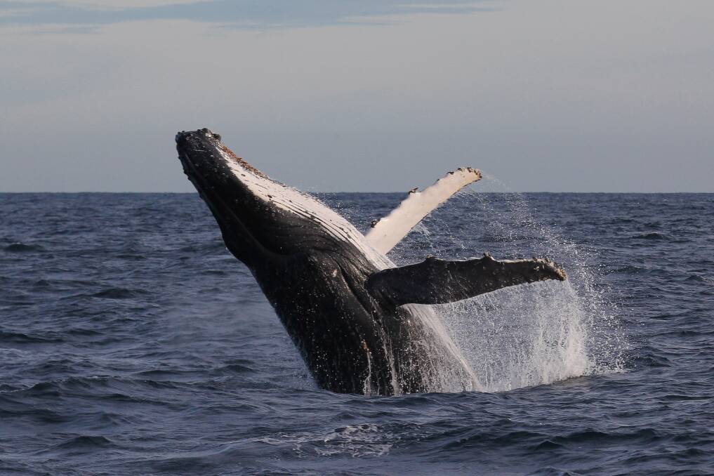 Majestic sight: A humpback breaches off the coast of Sydney. Picture: Jonas Liebschner, Sydney Whale Watching