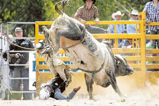 Wild ride: Hurstville Council will host a rodeo event. Picture: Anna Warr