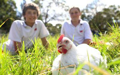 Parental role:Menai High School students have nurtured 13 chickens for the Sydney Royal Easter show since they hatched. Pictured are: Adrian Stufano and Kat Armson-Graham, plus a chook. Picture: Chris Lane