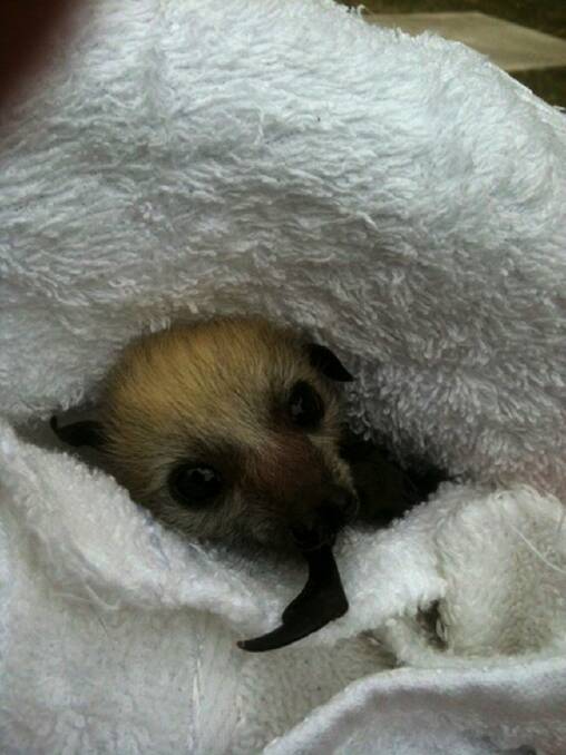 Rescued: This baby Flying fox was rescued by residents after AusGrid failed to respond to requests for help.