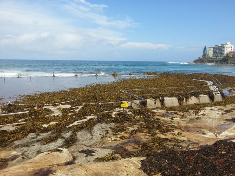 Caption: See the weed: Cronulla Rockpool full of seaweed at 3pm, Saturday November 23. Picture: Lisa McMahon