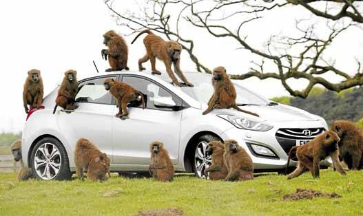 Monkeys on Hyundai's New Generation i30 hatchback.