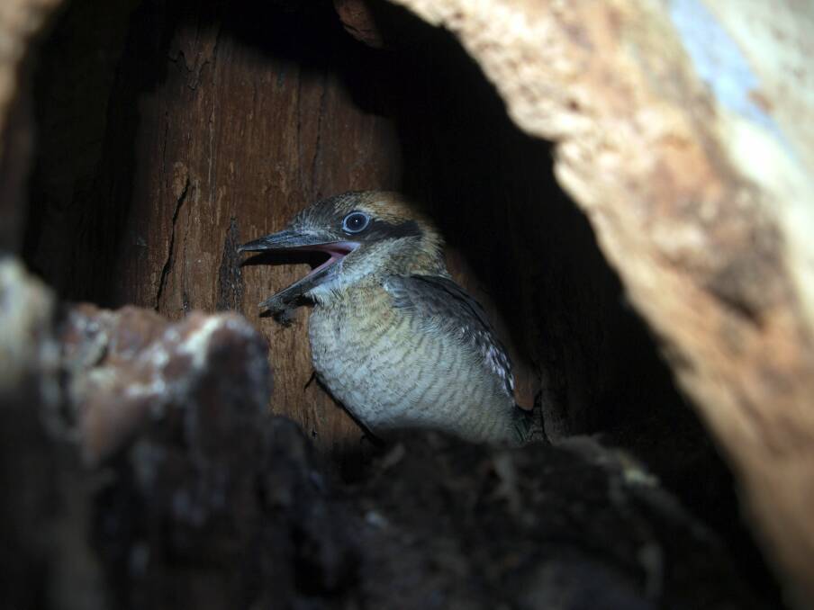 Home for the birds: Chicks were allowed to stay in the hollow log until ready to leave home. Pictures: Michael Alesandro