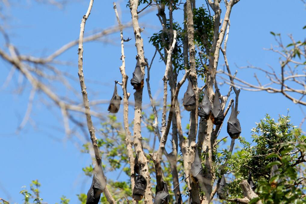 Hanging on:  The Kareela grey-headed flying fox colony.  Picture: Lisa McMahon