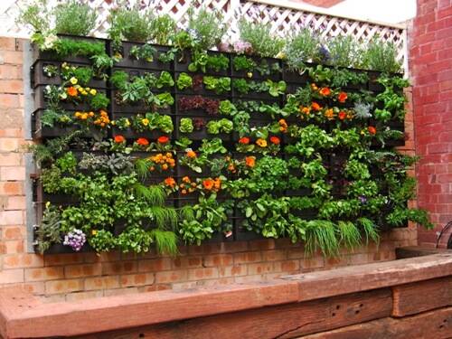 Space saver: vertical gardens are popular because of their versatility and aesthetic appeal. Grow herbs, flowers or vegetables in yours. Photo: FILE.