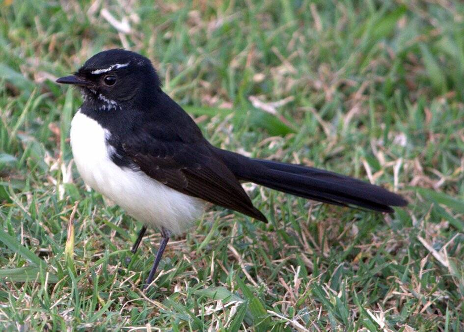 Willy wagtail.