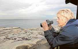 Safe distance: Volunteer Rosemary Watkins counts whales from a viewing platform at Cape Solander. Picture: Lisa McMahon
