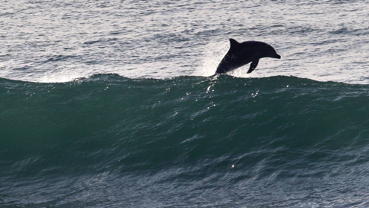 Dolphins make the most of todays surfing conditions.Picture John Veage
