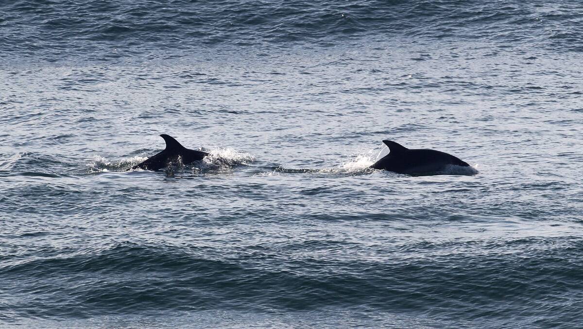 Dolphins make the most of todays surfing conditions.Picture John Veage