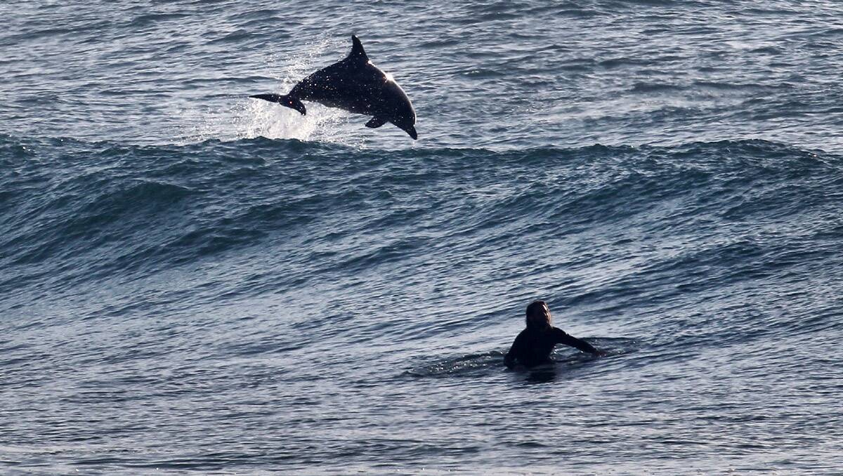 Look out behind you - it's Flipper! Picture John Veage