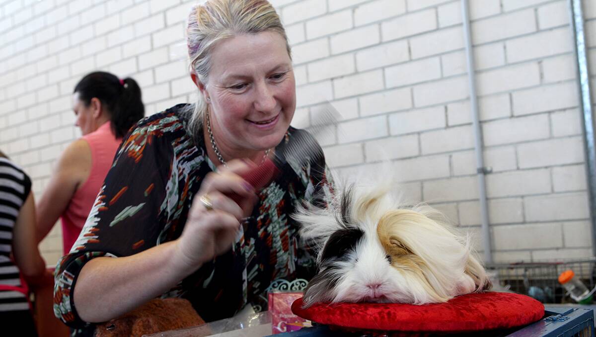 Gallery: Cavy judges let Symphonia steal the show