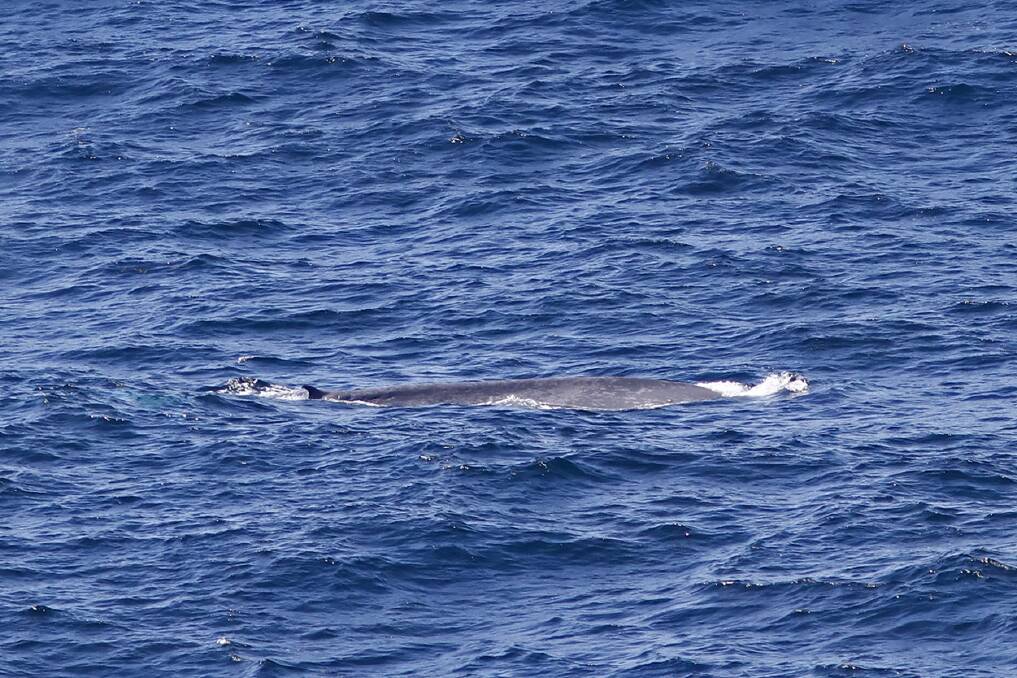 Whales ahoy!: The whale spotted off Royal National Park. Note the v-shaped indentation or notch on the tail. Picture: Ken Griffiths