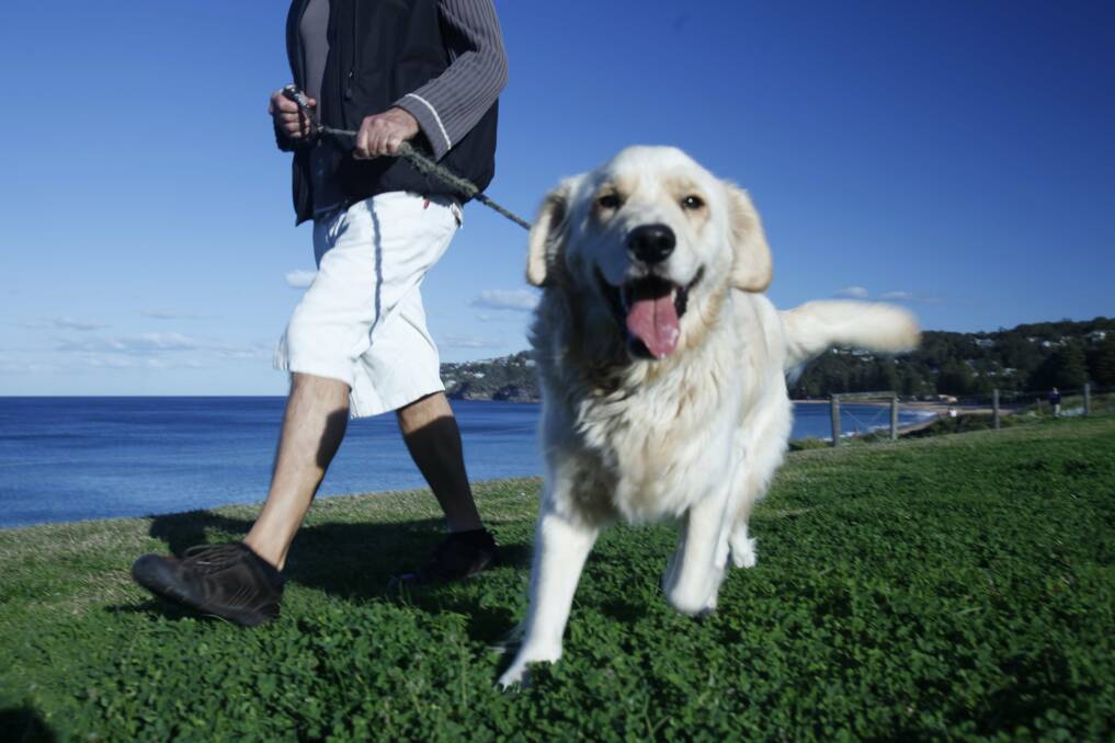 Off and running: There could be more off-leash areas soon. Picture: Photo Michele Mossop