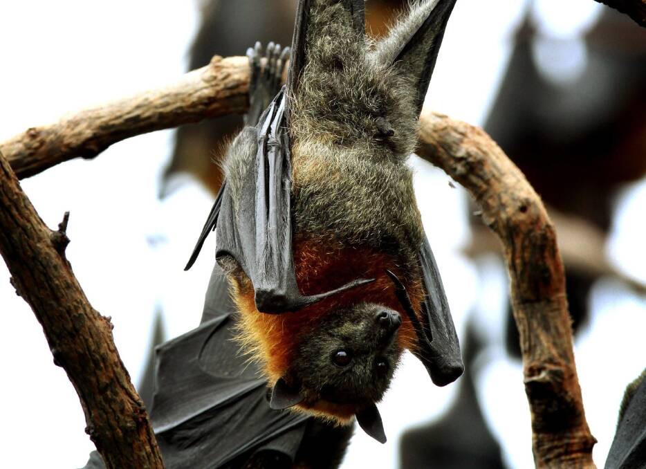 Flying foxes just hanging about